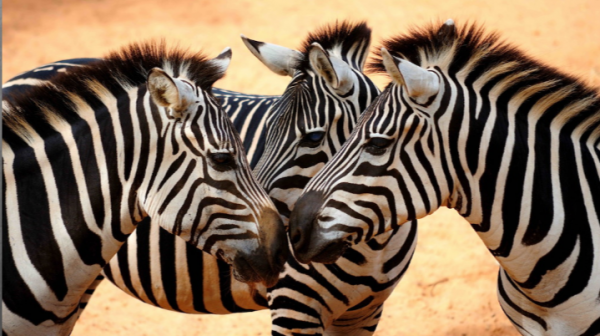 1432287378_Zebras-91pieces.thumb.png.92ac6f124ee2c84e1ce57867f8217955.png
