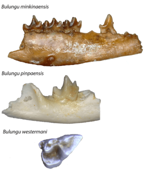 Images-of-fossils-of-3-new-bandicoot-species-c-WA-Museum-300x345.png.f9ab9331aedbe90ec34f9269ce2717d2.png