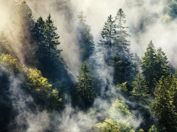 haunted-forests-black-forest-germany-GettyImages-467120271.jpg