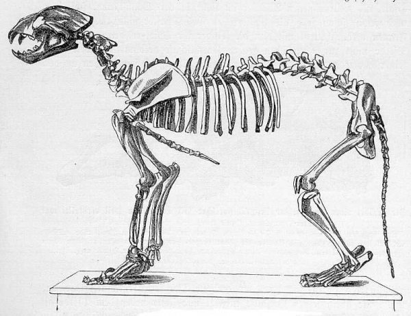 cave-lion-skeleton-800.jpg