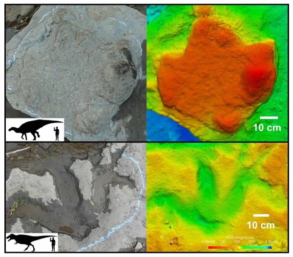 Image-3-Hadrosaur-footprint-top-and-tyrannosaur-track-bottom11.jpg