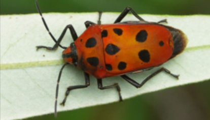 Harlequin Bug.png
