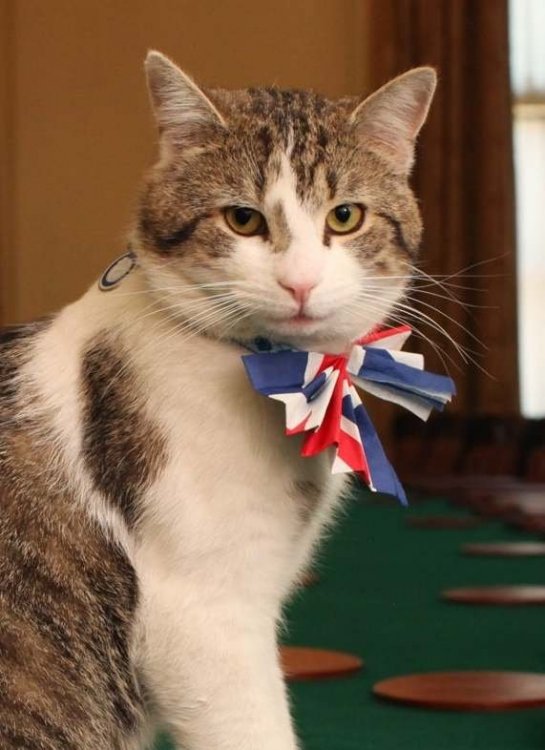 Larry_Chief_Mouser_(cropped).jpg