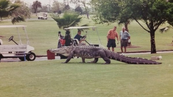 HT_alligator_golf_course_1_jtm_150311_16x9_992.jpg